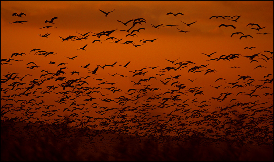 photo "***" tags: nature, landscape, spring, wild animals