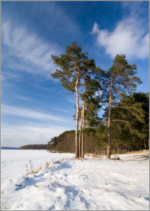 фото "простой пейзаж с соснами, снегом и облаками..." метки: пейзаж, лес