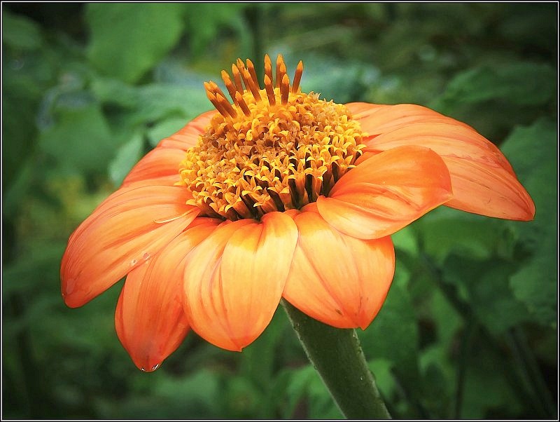 фото "Цветок с каплей" метки: макро и крупный план, природа, цветы