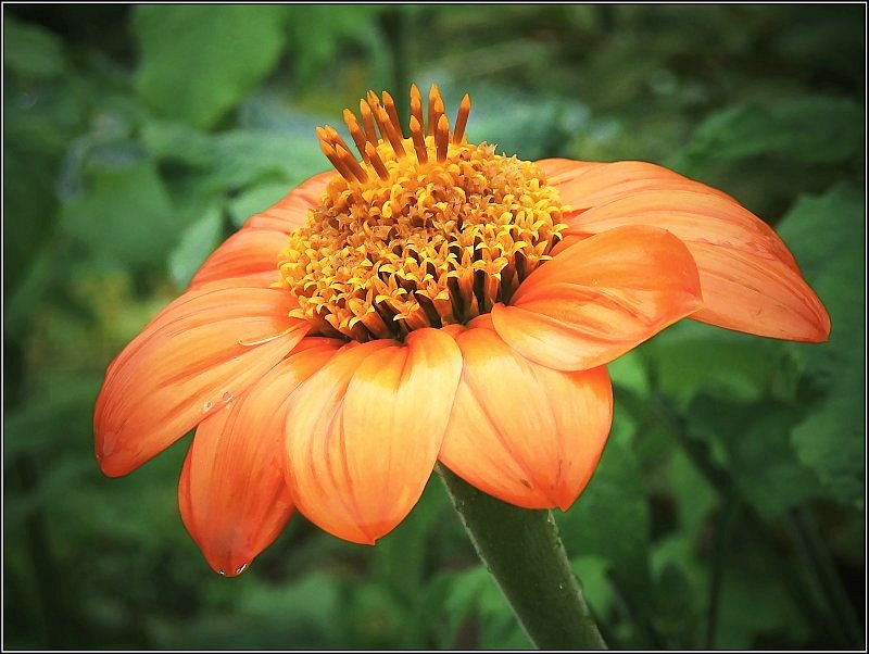 photo "The flower with a drop" tags: macro and close-up, nature, flowers