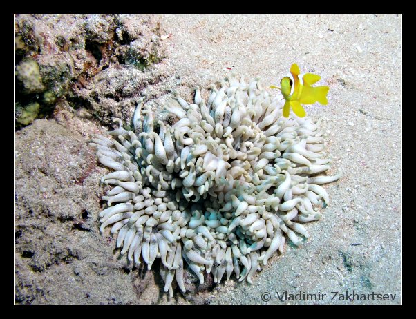 photo "Nemo and his home" tags: underwater, nature, 