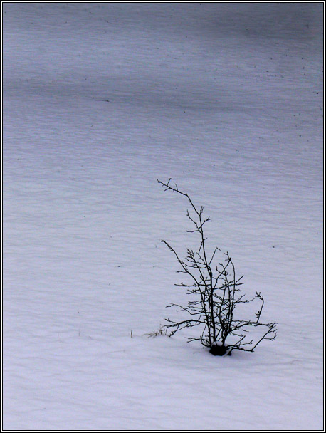 photo "Одиночество" tags: landscape, reporting, winter