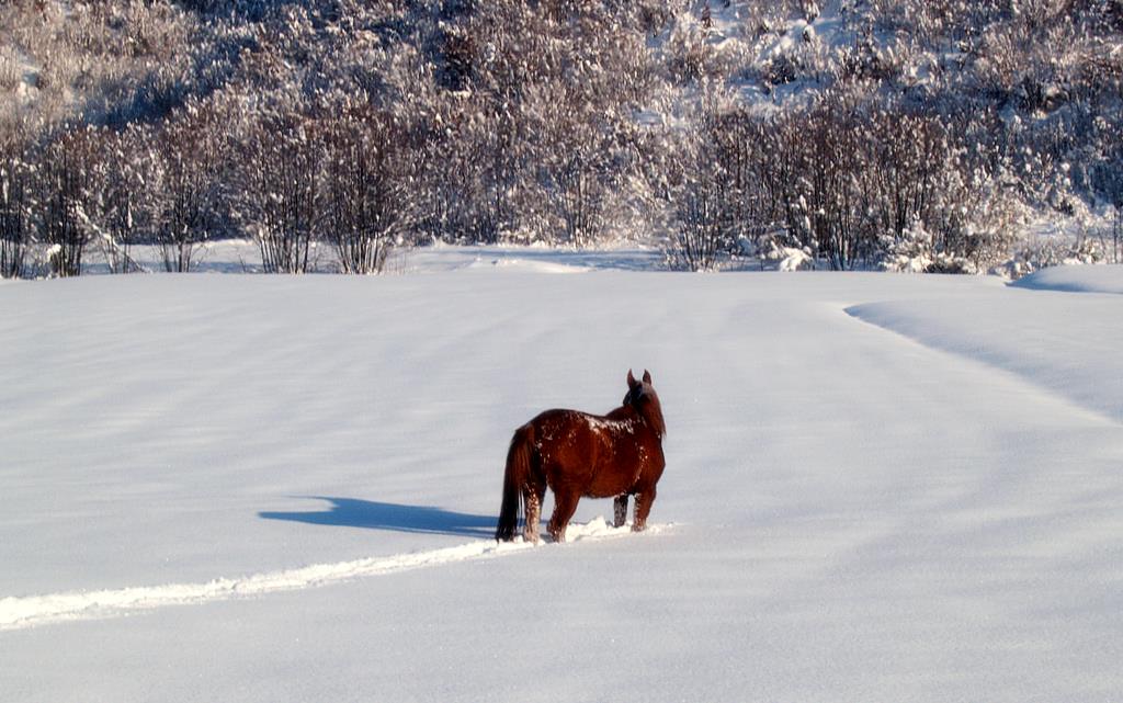 photo "winter day" tags: nature, pets/farm animals
