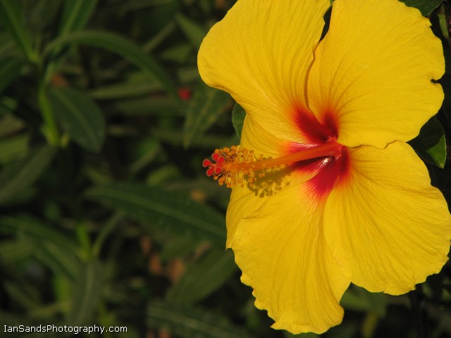 фото "Yellow Hibiscus" метки: природа, цветы