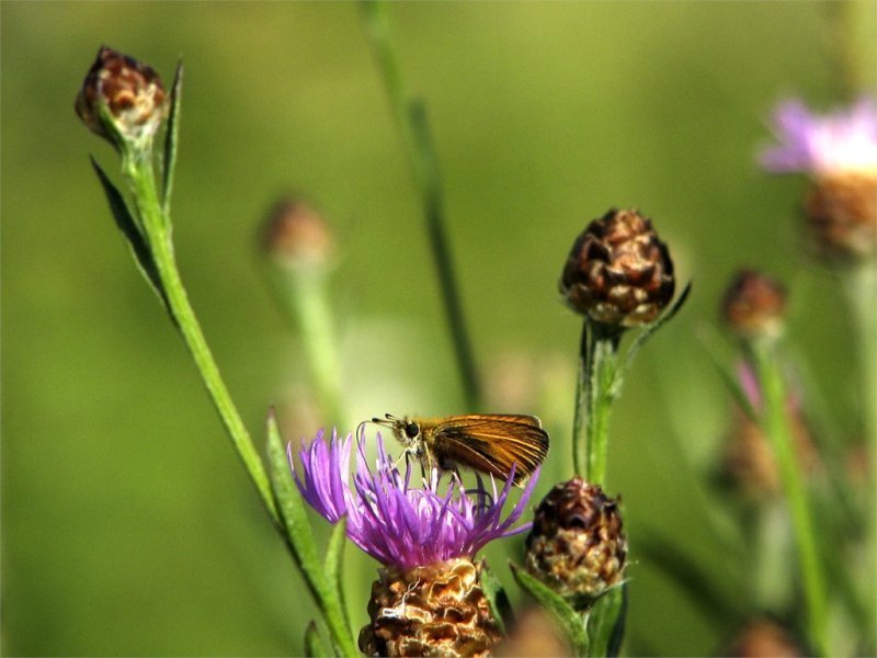 photo "'Butterfly in dreamland'" tags: macro and close-up, nature, insect