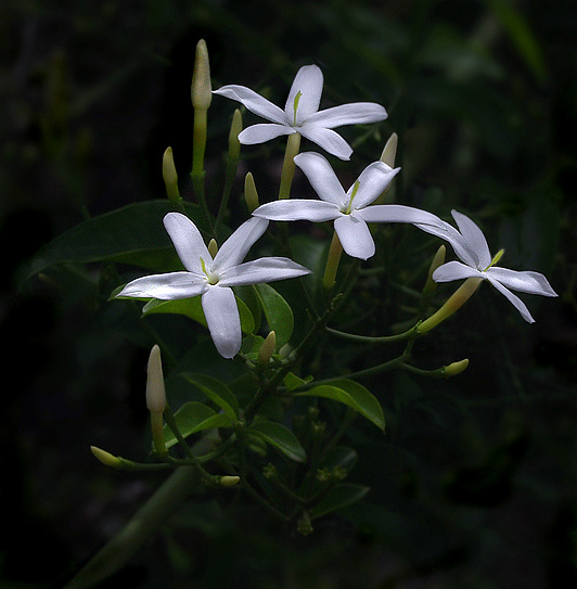 photo "jasmines and moon" tags: nature, macro and close-up, flowers