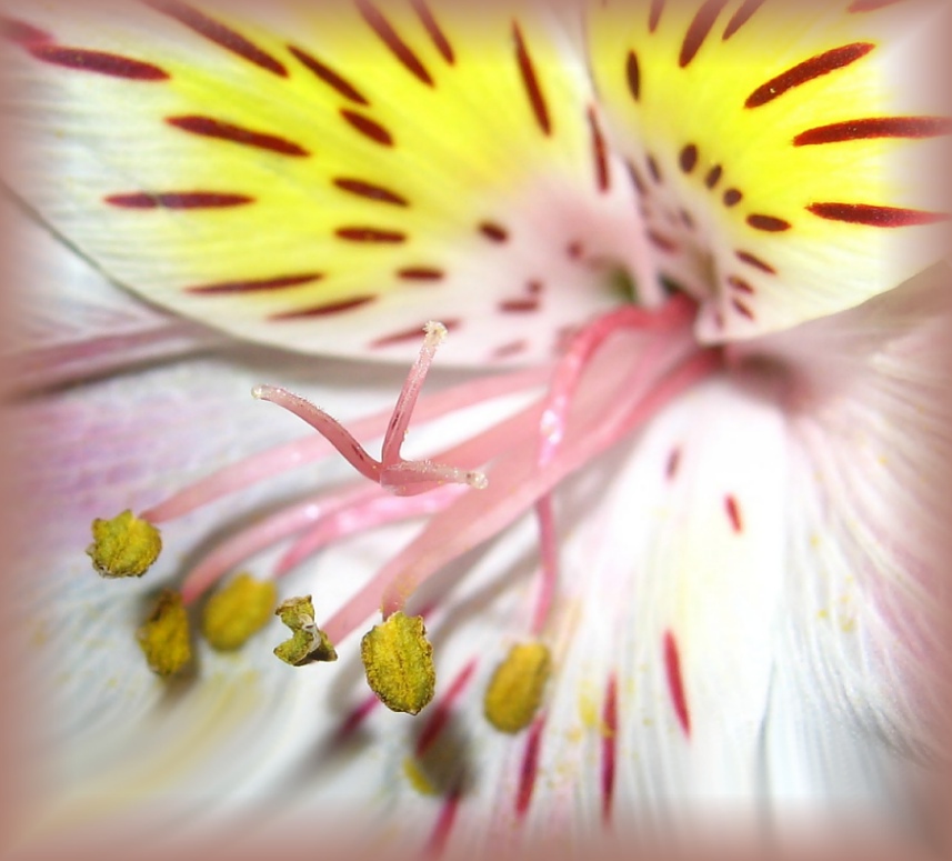 photo "***" tags: macro and close-up, 