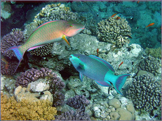 photo "***" tags: underwater, 