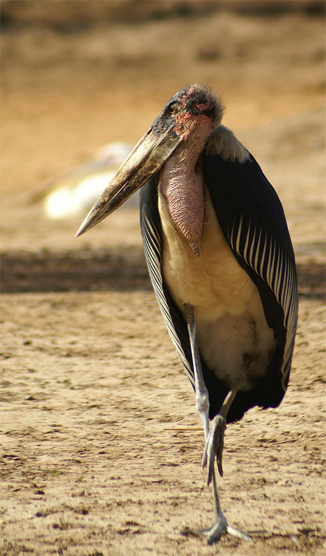 photo "***" tags: nature, wild animals