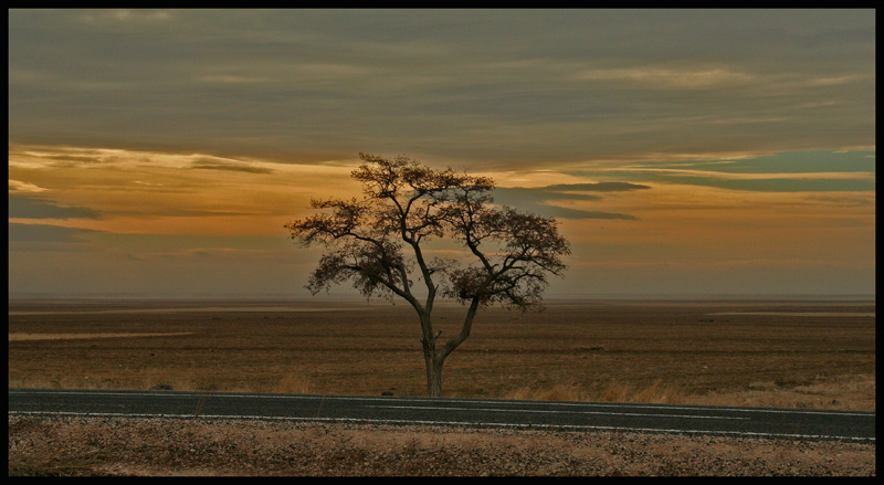 photo "Lonely_Tree" tags: landscape, nature, clouds