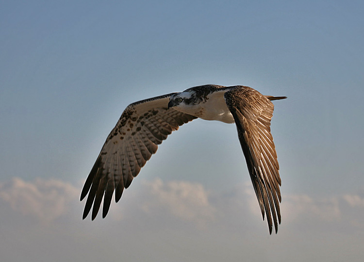 photo "Osprey 01" tags: nature, travel, Africa, wild animals