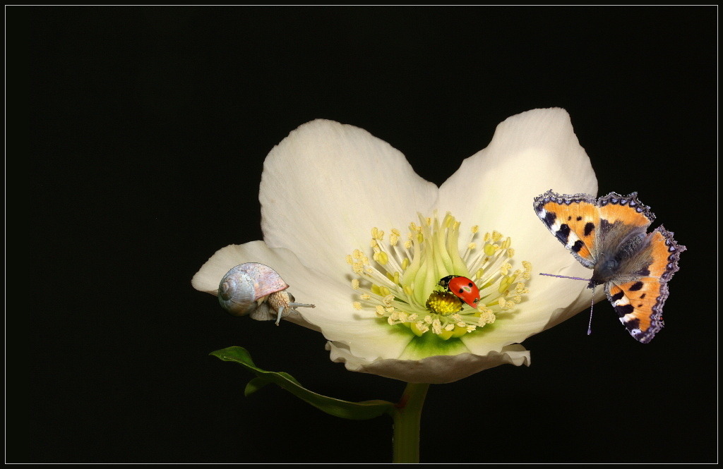 photo "visitors" tags: nature, montage, flowers