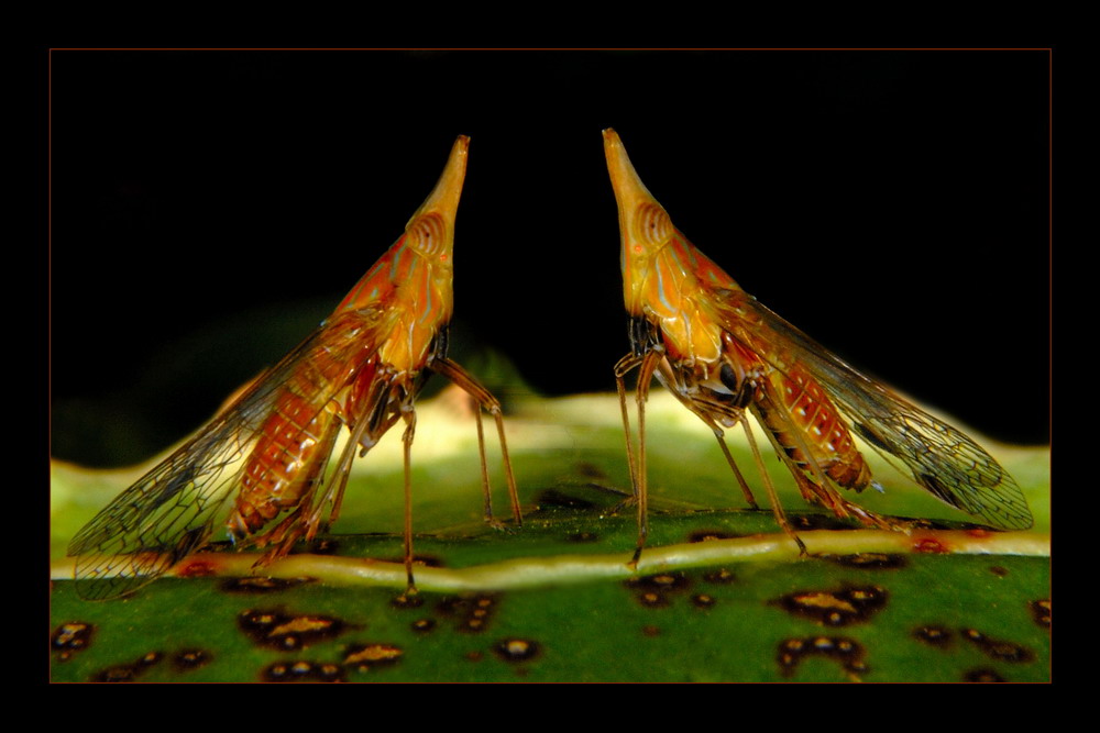 фото "У-ууууу!!!!" метки: природа, макро и крупный план, насекомое