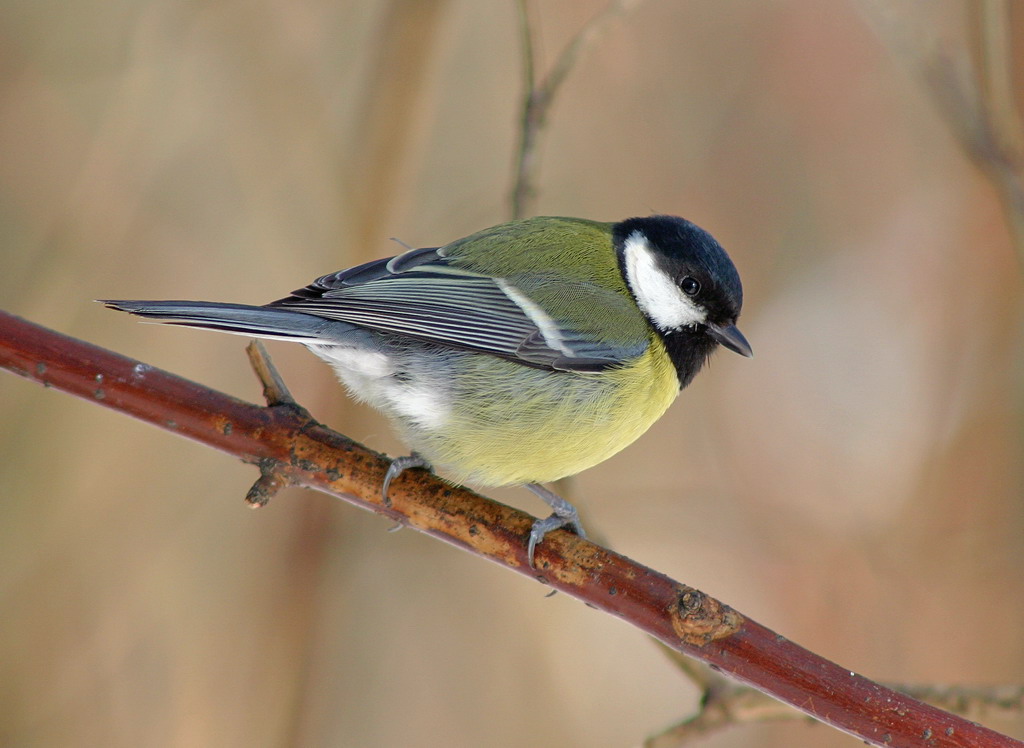 photo "Just a cute tit" tags: nature, wild animals