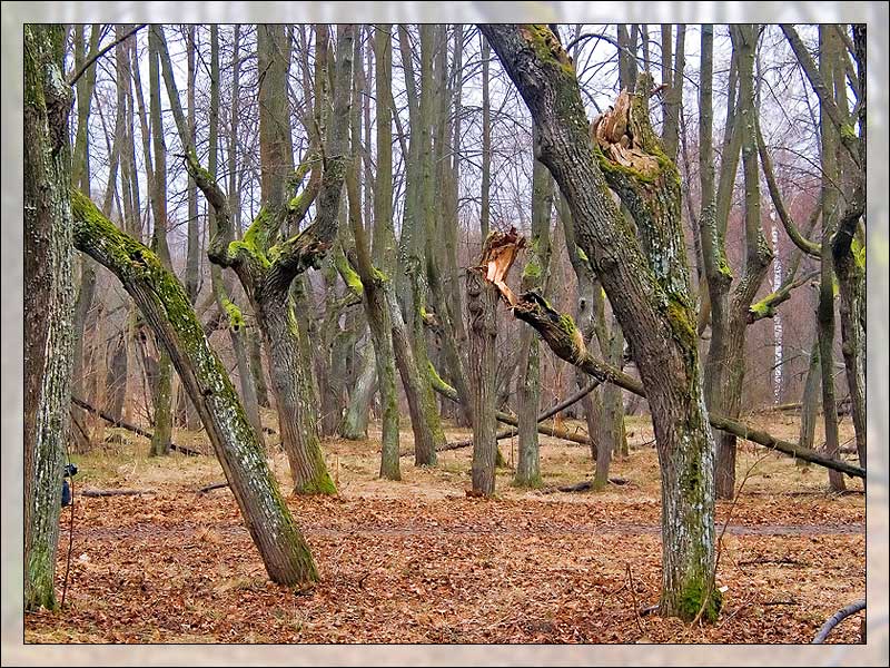 фото "Сказочный лес" метки: пейзаж, весна, лес