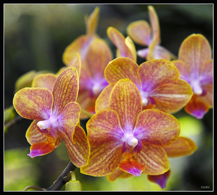 photo "Orchid" tags: nature, flowers