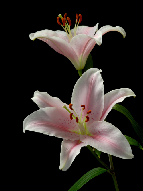 photo "Lilies" tags: nature, flowers