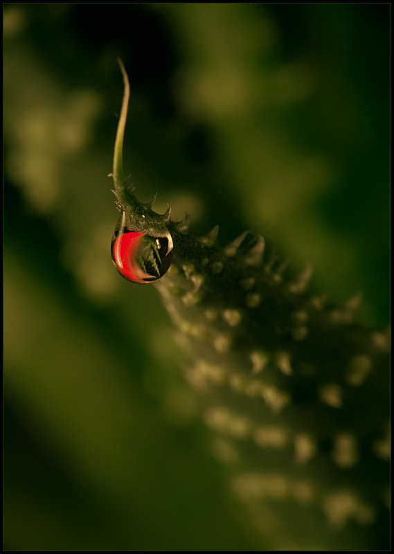 photo "O" tags: nature, macro and close-up, flowers