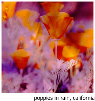 фото "Impression - poppies in the rain" метки: природа, абстракция, цветы
