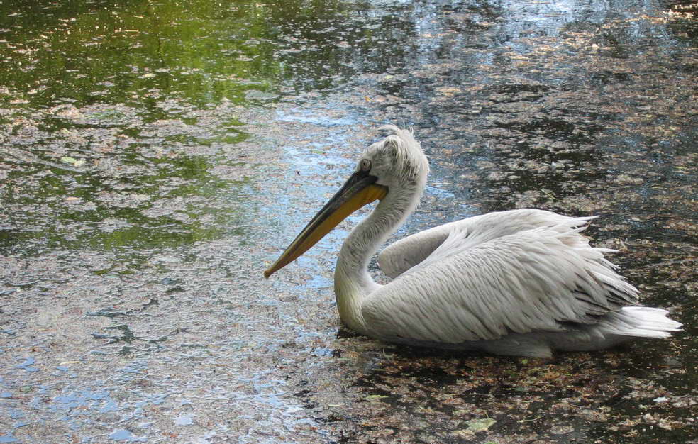 фото "Пеликан" метки: природа, дикие животные