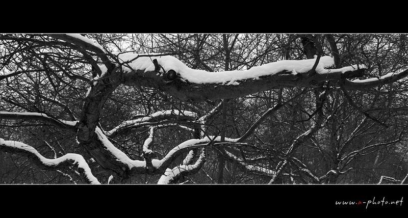 фото "Судьба наша..." метки: пейзаж, зима