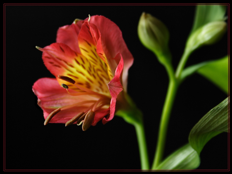 photo "***" tags: nature, macro and close-up, flowers
