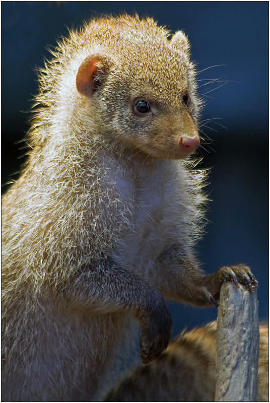 photo "The attentive mongoose" tags: nature, portrait, wild animals