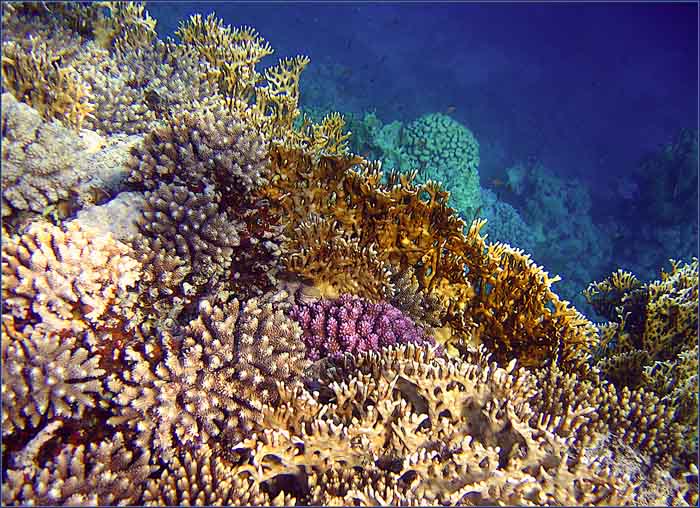 photo "***" tags: underwater, landscape, 