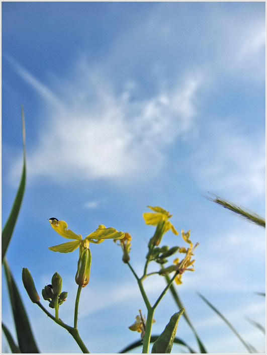 photo "***" tags: macro and close-up, nature, flowers