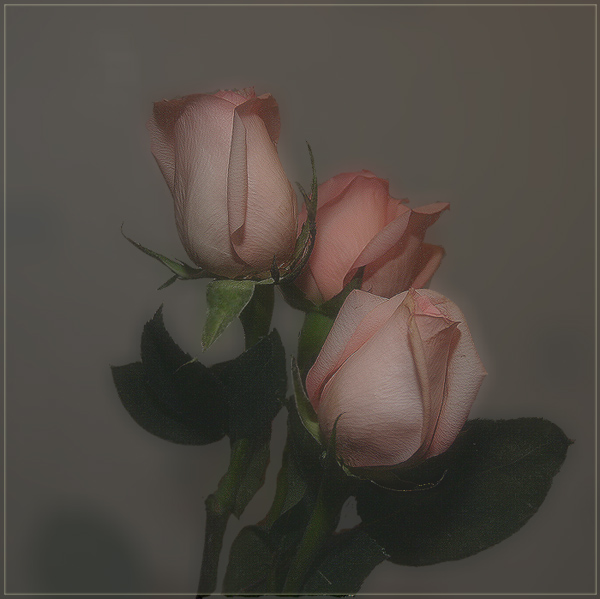 photo "The Sadness Of Tenderness" tags: nature, macro and close-up, flowers