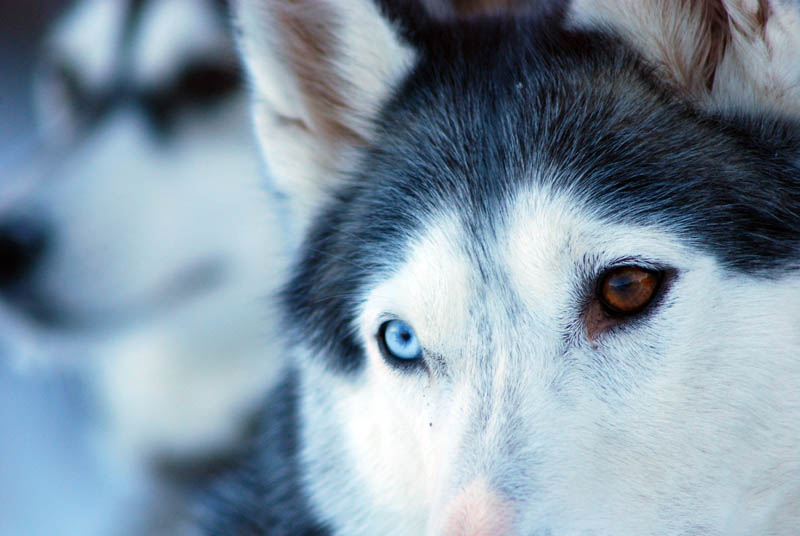 photo "***" tags: nature, pets/farm animals