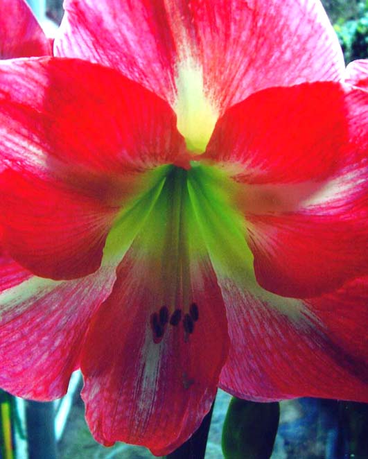 photo "" Hippeastrum "" tags: macro and close-up, nature, flowers