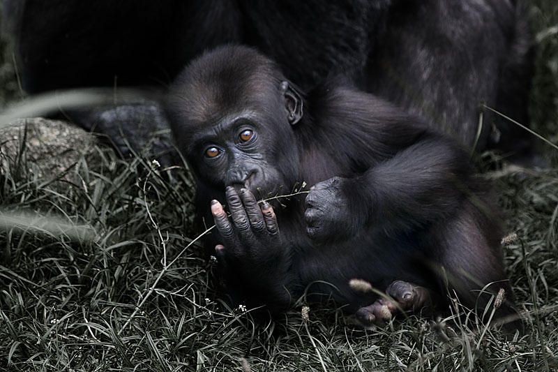 photo "the baby gorilla" tags: nature, portrait, wild animals
