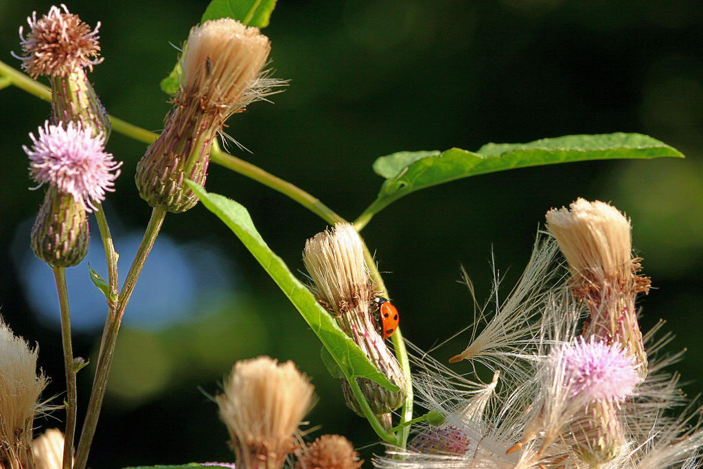 photo "The Universe of a ladybird" tags: nature, insect