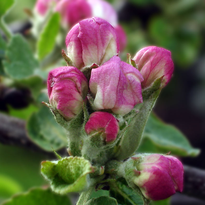 photo "***" tags: macro and close-up, nature, flowers