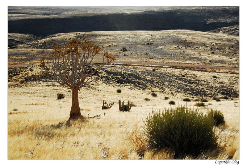 фото "Quiver tree and landscape, ( Fish river canyon region)" метки: пейзаж, путешествия, Африка