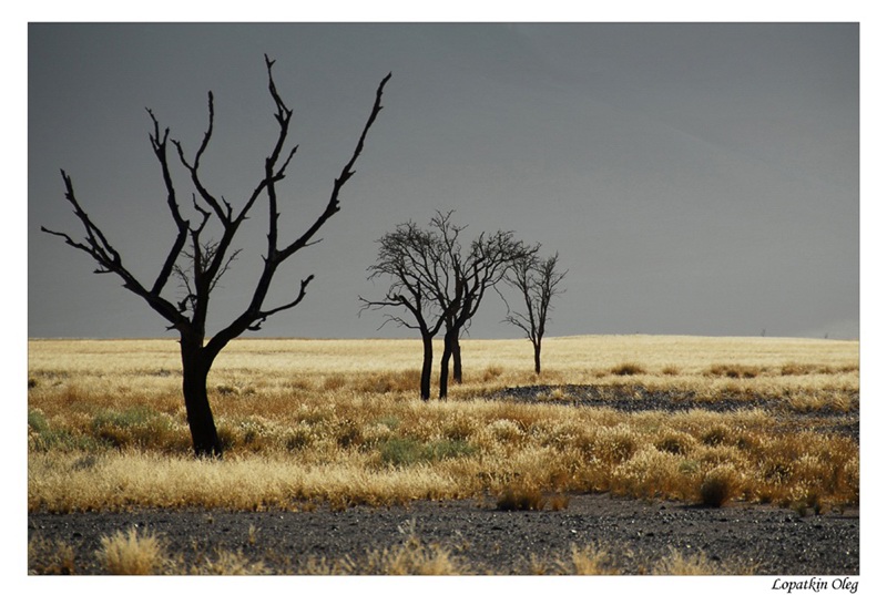 photo "There where begins Namib" tags: landscape, travel, Africa