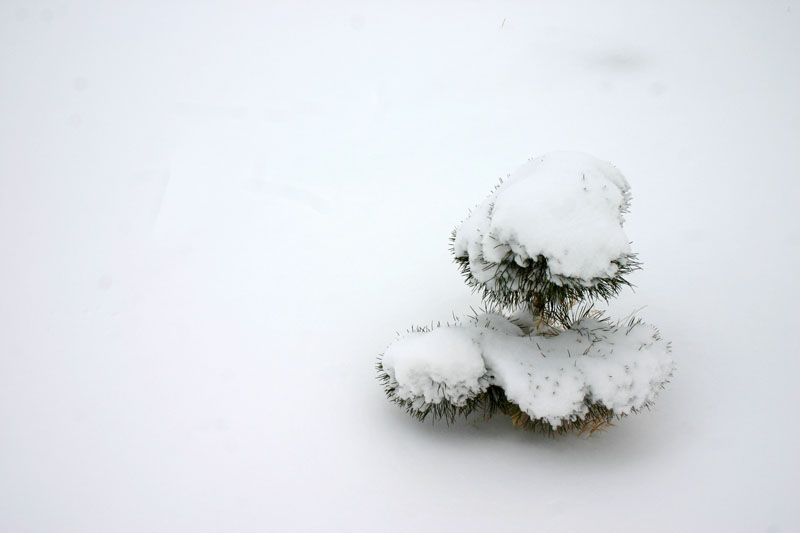 фото "white" метки: пейзаж, природа, 