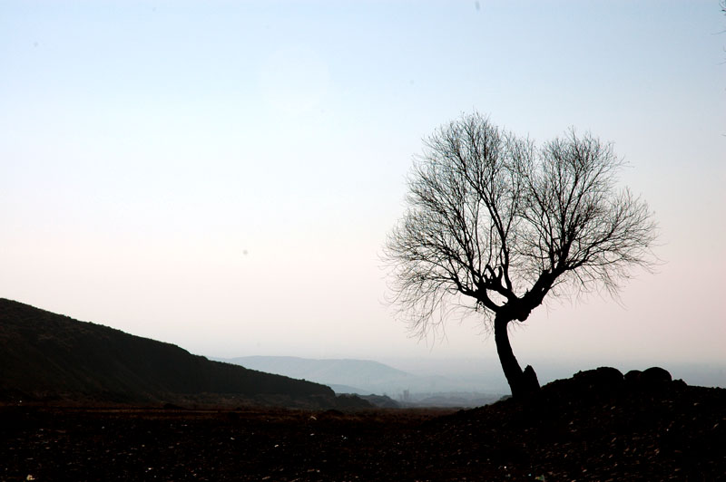 photo "single tree" tags: nature, 