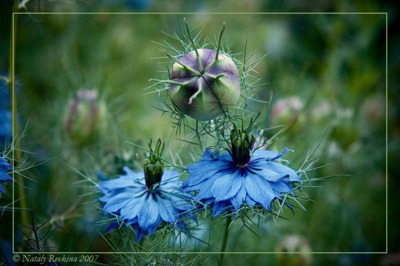 photo "The ballerina" tags: nature, flowers