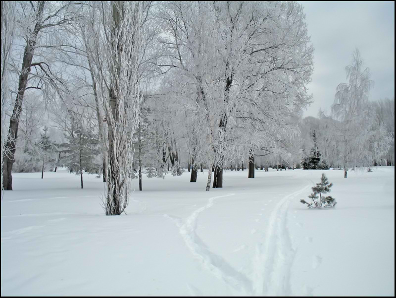 фото "Морозное утро..." метки: пейзаж, зима