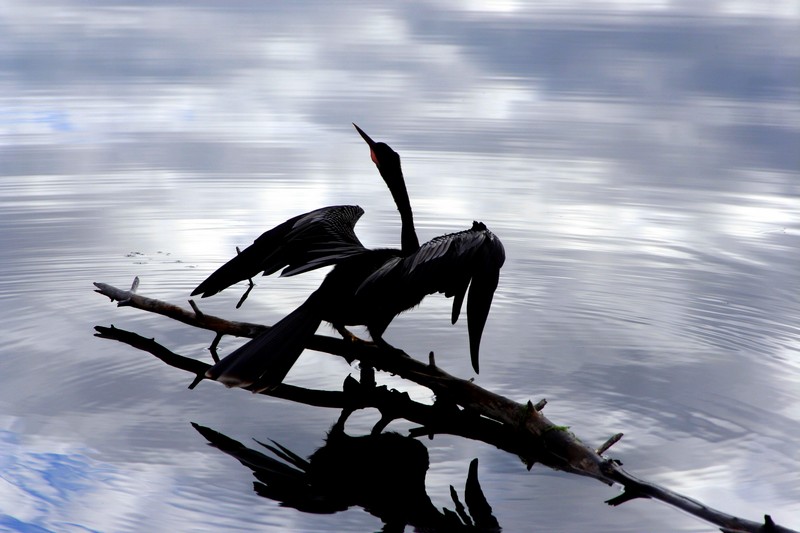 photo "Dance" tags: nature, 