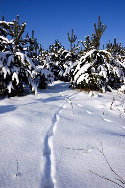 photo "***" tags: landscape, forest, winter