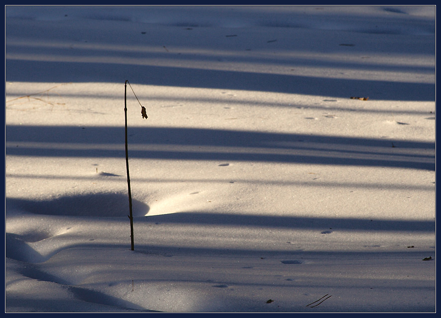 photo "Solitude" tags: landscape, forest, winter