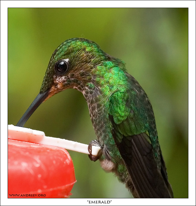 photo "Emerald" tags: nature, macro and close-up, wild animals