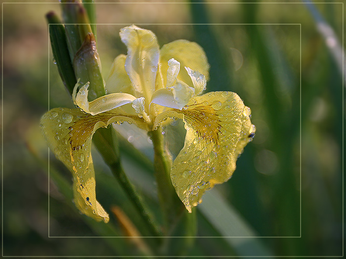 photo "Morning Tears" tags: nature, macro and close-up, flowers