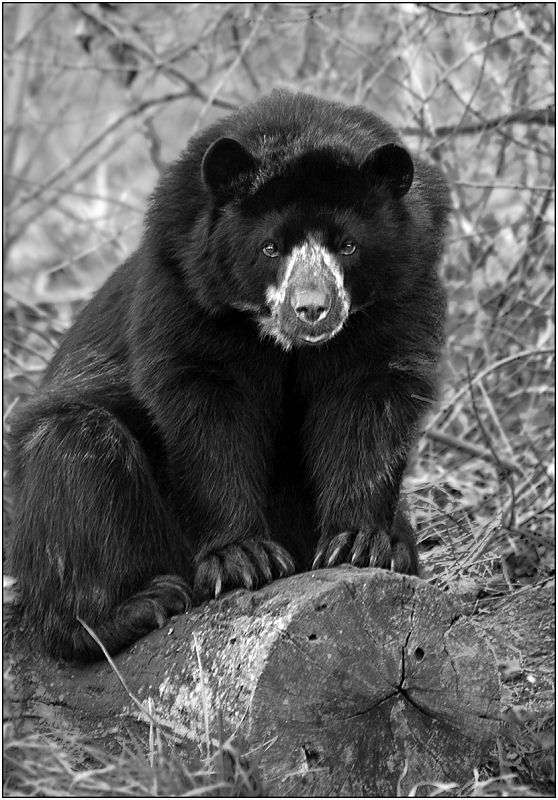 photo "Eloquent sight" tags: nature, black&white, wild animals