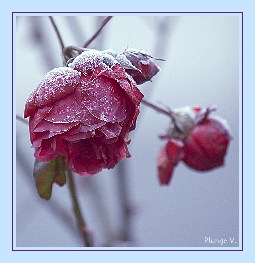 photo "Januar" tags: nature, flowers