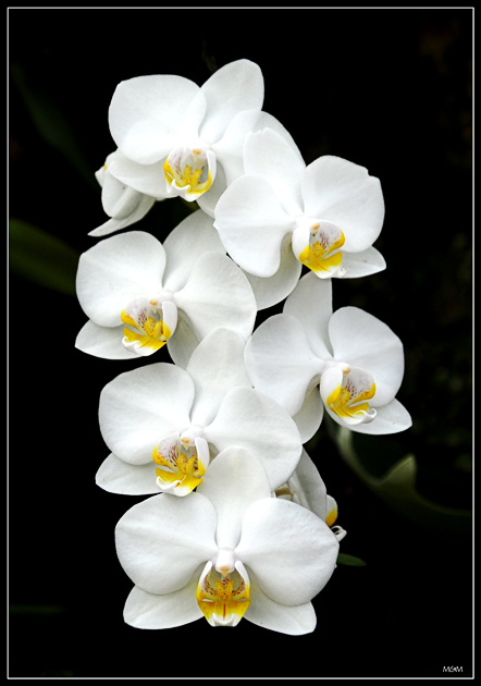 photo "Orchid" tags: nature, flowers