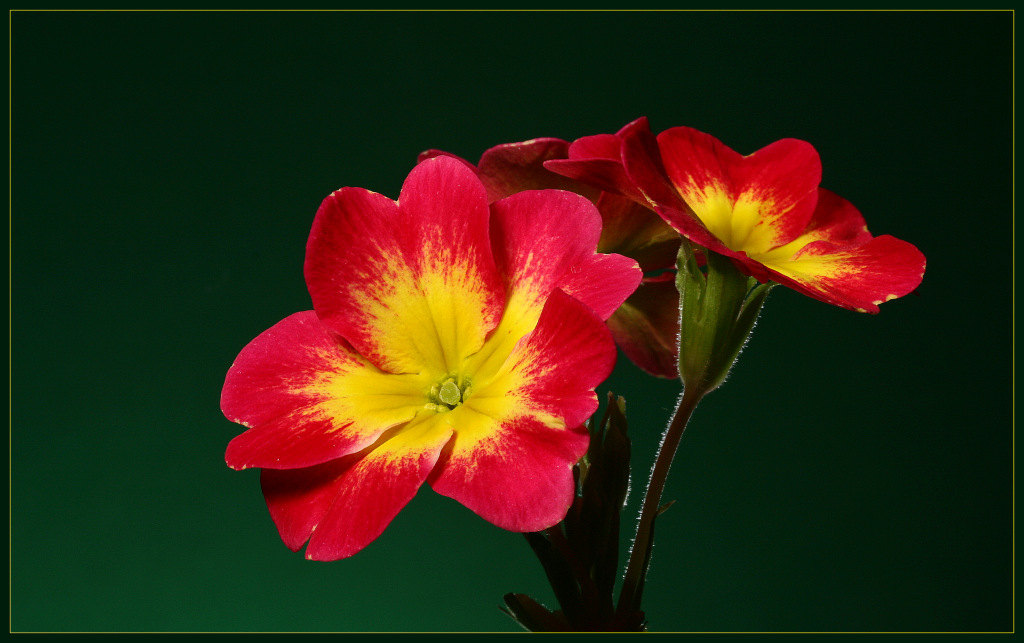photo "the first primula" tags: landscape, spring